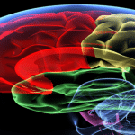- SoundEnglish img src="Brain-matter-small.png" alt="This is a colorful drawing of areas of the as learning happens."